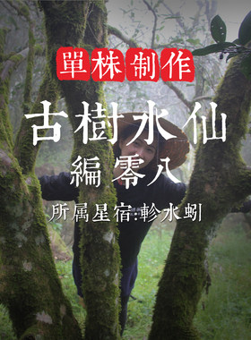 单株【古树水仙08】500年古树 茶味醇和 汤感饱满甘甜 层次丰富