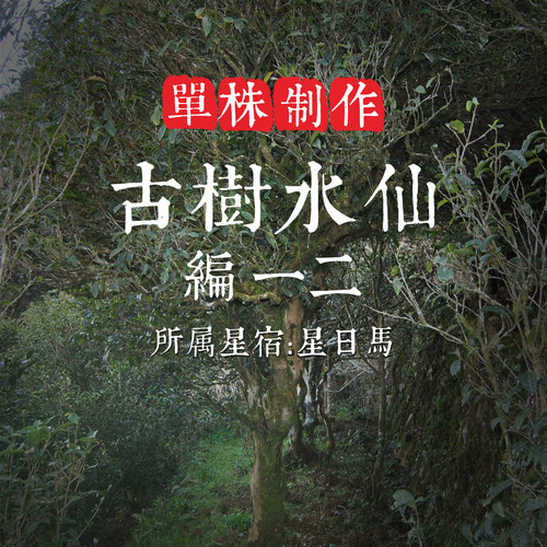 单株【古树水仙12】300年树龄 滋味醇厚回甘 汤感稳茶气足 单丛茶