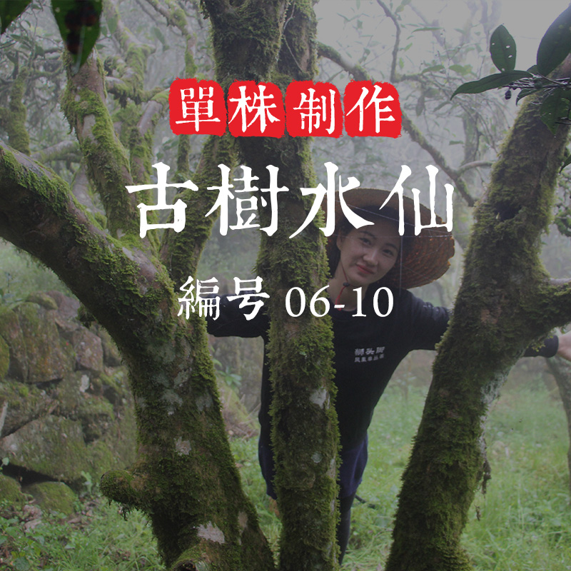 单株【古树水仙】5株可选