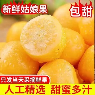 2025现摘现发东北姑娘果新鲜大果菇娘果当季 水果黄灯笼果5斤姑鸟
