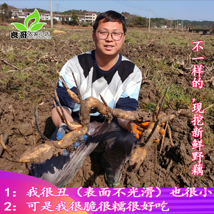 广昌田藕【药藕】老品种莲藕野藕 带泥发货【收货会有水份流失】