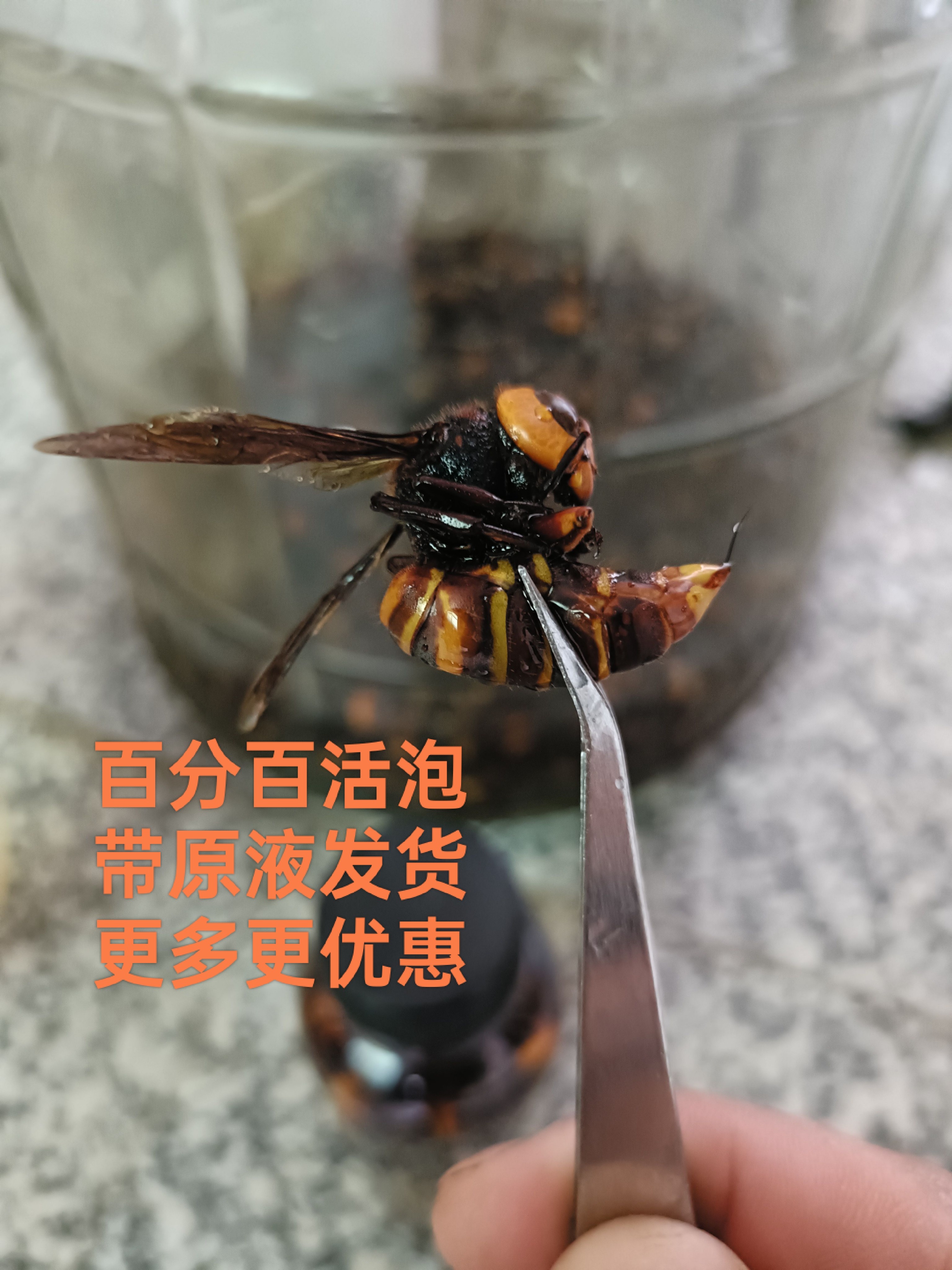 野生活泡虎头蜂酒虎头蜂老蜂金环黑尾蜂王活马蜂酒胡蜂泡酒用材料