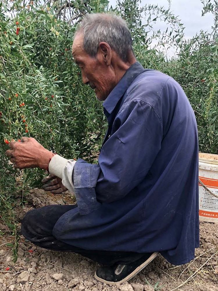 Ningxia wolfberry Yicheng authentic first wolfberry wolfberry original sulfur-free wolfberry 500g