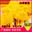 天然黄金麦穗干花花束开业大麦花篮摆件客厅田园插花装 饰拍摄道具