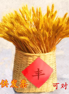 田园装饰拍摄天然植物麦穗干花