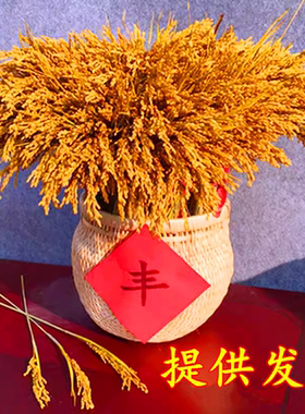 天然丰收会展布置演出拍摄稻穗