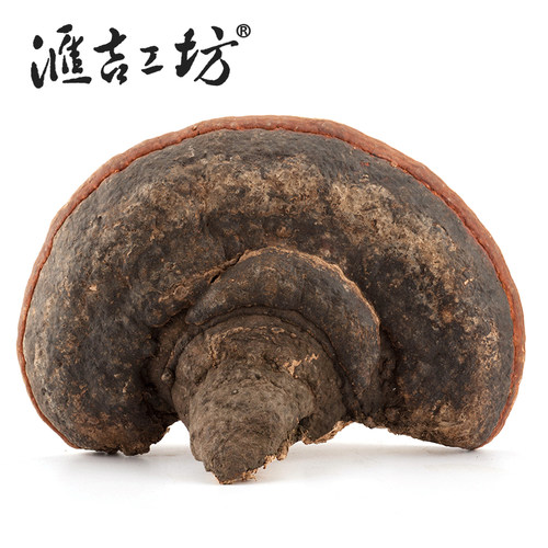 汇吉工坊长白山野外生长无柄赤芝