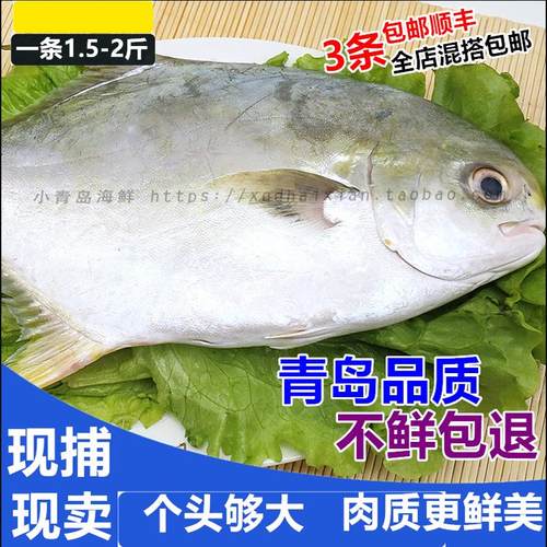 青岛海鱼本地海捕大金鲳鱼鲜活新鲜海鲜 海鱼刺少1.5-2斤/条 - 封面