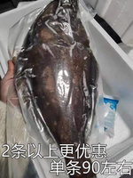 整條鰈魚1000g格陵蘭新鮮冷凍