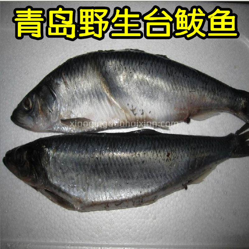 青岛新鲜青鱼 青鱼新鲜 台鲅鱼新鲜 新鲜台鲅鱼 冷冻青鱼