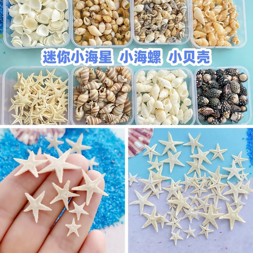 天然小海螺盒装小海星小贝壳迷你diy微景观材料装饰迷你贝壳海螺