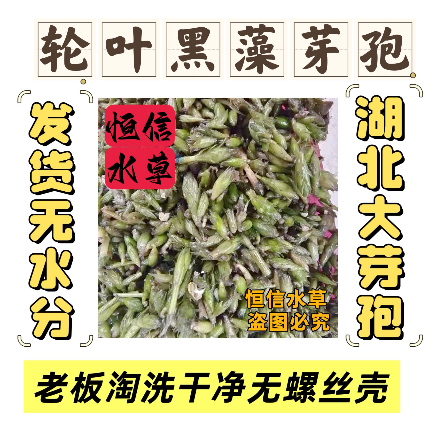 95%以上纯轮叶黑藻芽孢养蟹水草灯笼泡节节草籽养殖水草高温水草