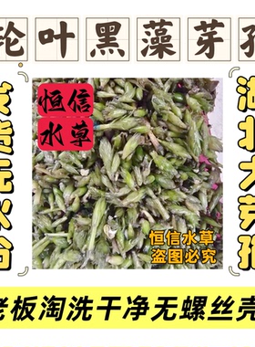 95%以上纯轮叶黑藻芽孢养蟹水草灯笼泡节节草籽养殖水草高温水草