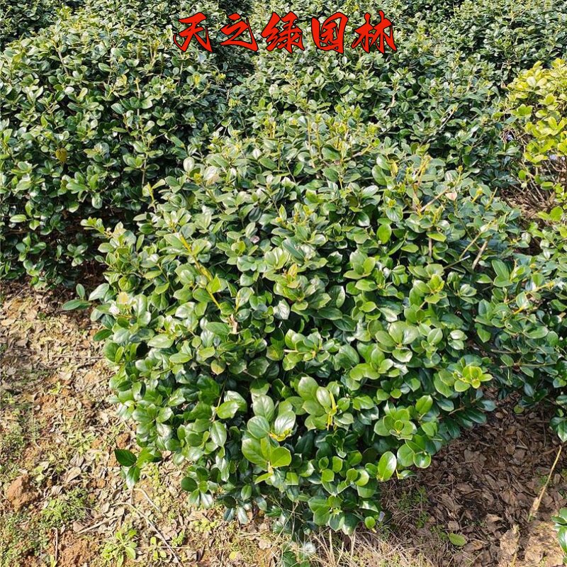 鸿运果庭院耐寒四季青绿化风景树