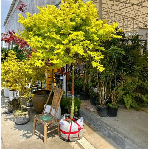 庭院花园大型耐寒彩叶绿化风景树