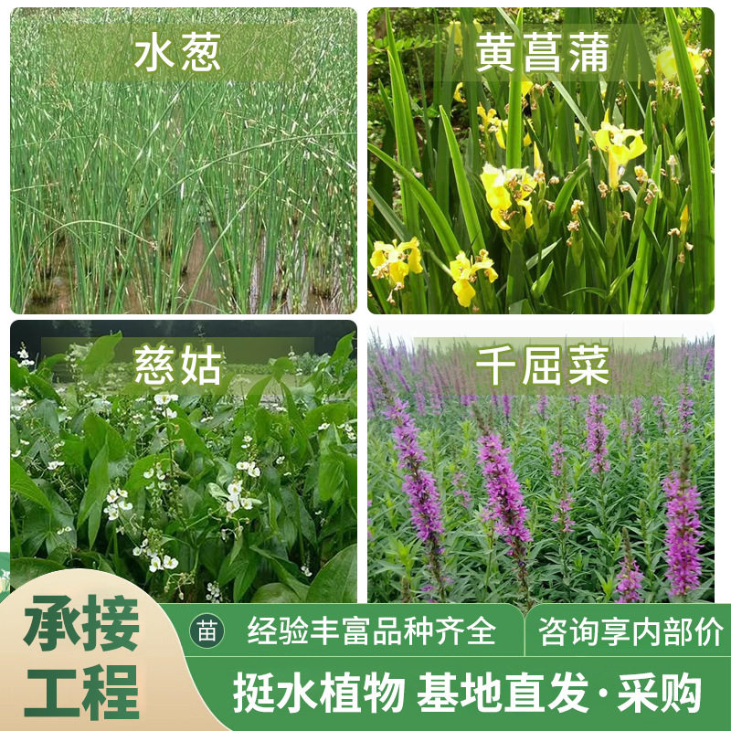 水生净水绿化景观施工沉水植物苗