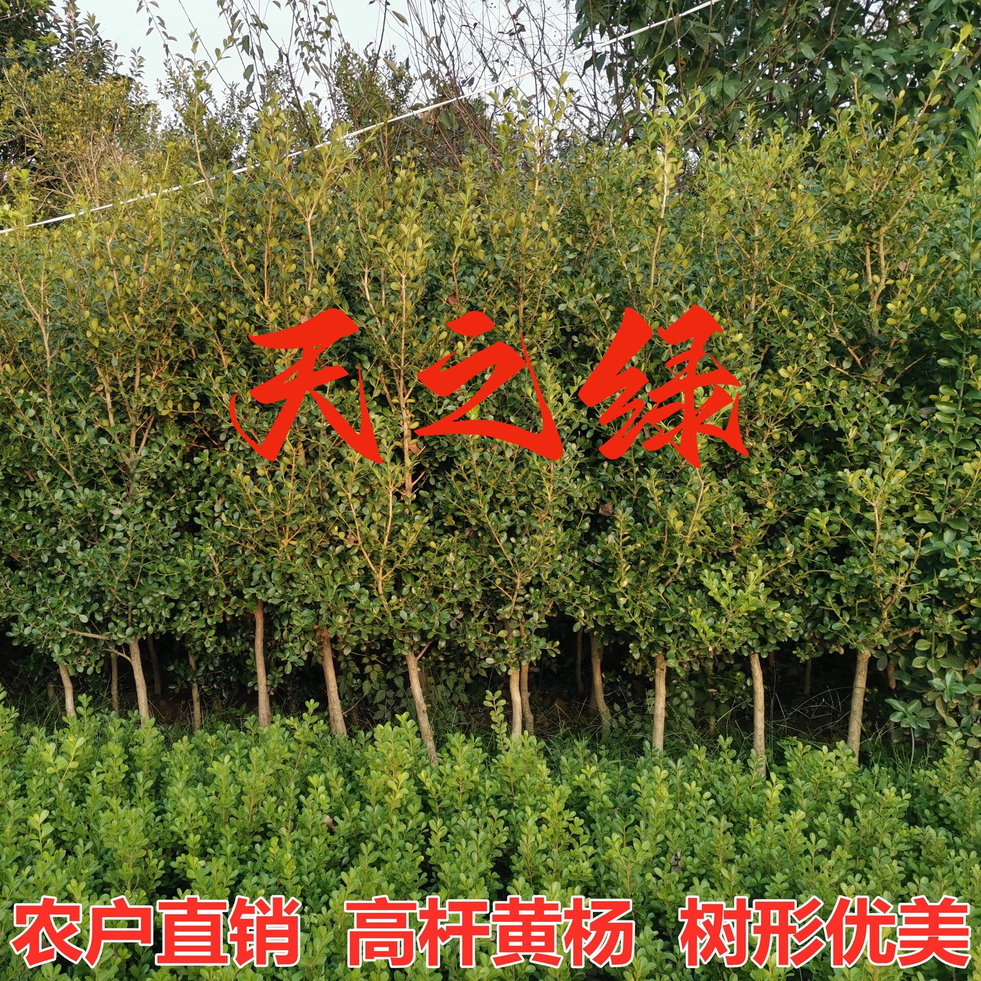 别墅庭院耐寒盆栽四季青盆景老桩