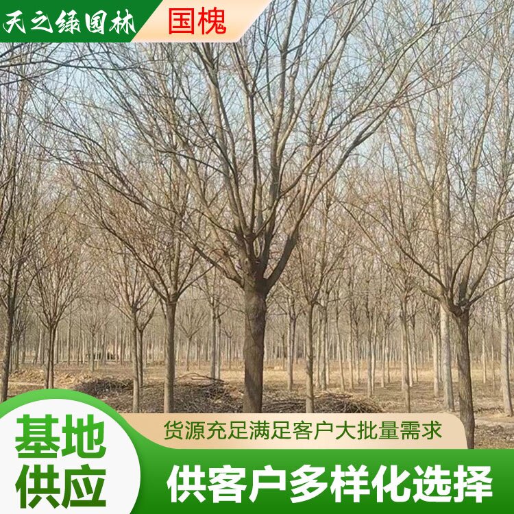 市政工程绿化街道行道景观绿化苗
