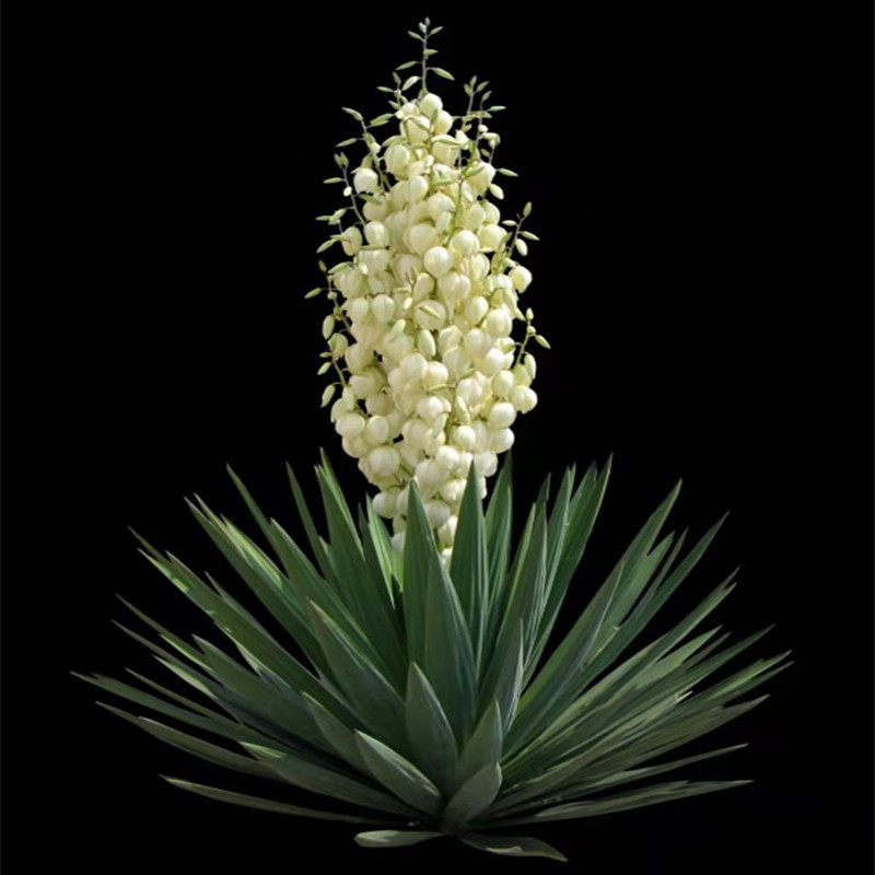 剑麻 剑麻苗 剑麻小苗 丝兰凤尾兰庭院植物 绿化苗四季常青篱笆苗