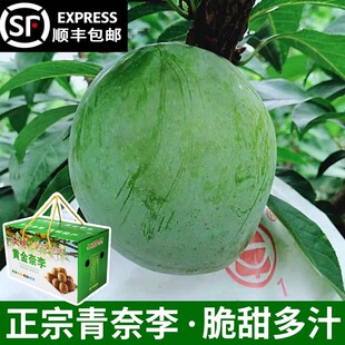 顺丰包邮正宗青奈李翡翠李10斤汝城文明大果应季水果脆甜送礼盒装