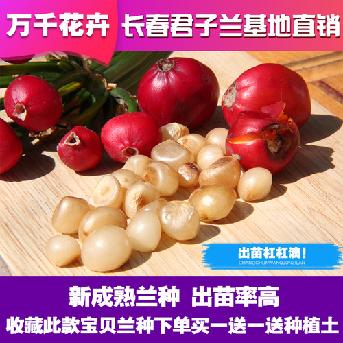 绿植长春圆头盆栽君子兰