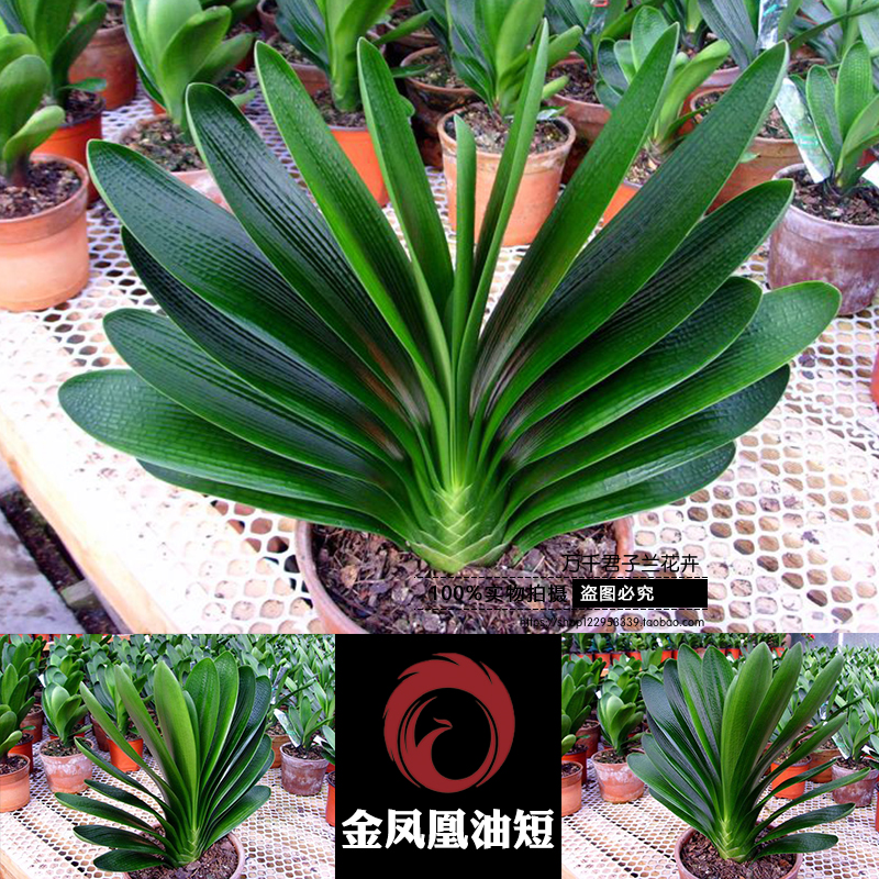 长春东北君子兰精品钢板麻脸立板金凤凰油短小苗优质圆头盆栽包邮