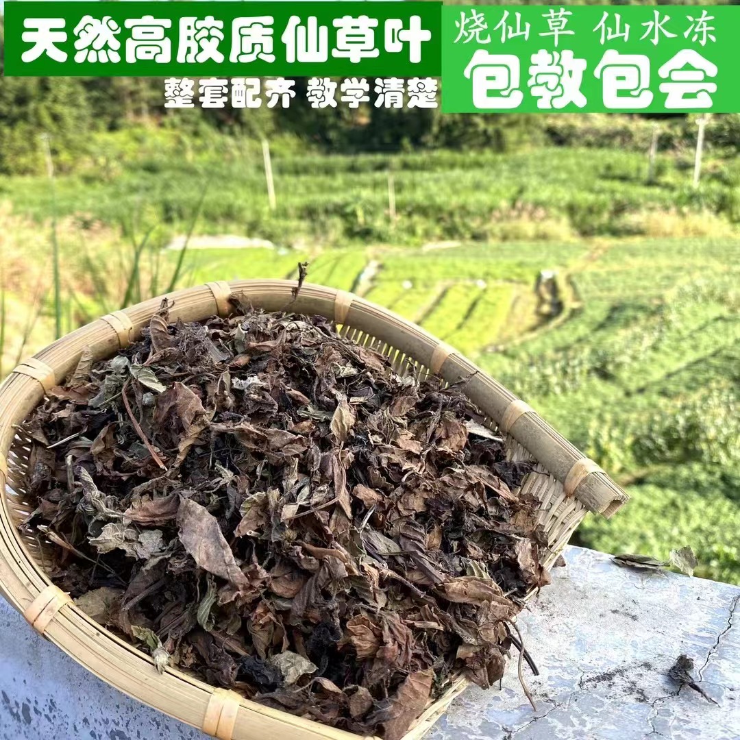 高胶仙草干 黑凉粉草粿 烧仙草仙草冻  套餐送教材包教包会