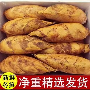 冬笋新鲜现挖竹笋野生正宗两头尖冬笋火锅蔬菜高山带壳黄泥笋