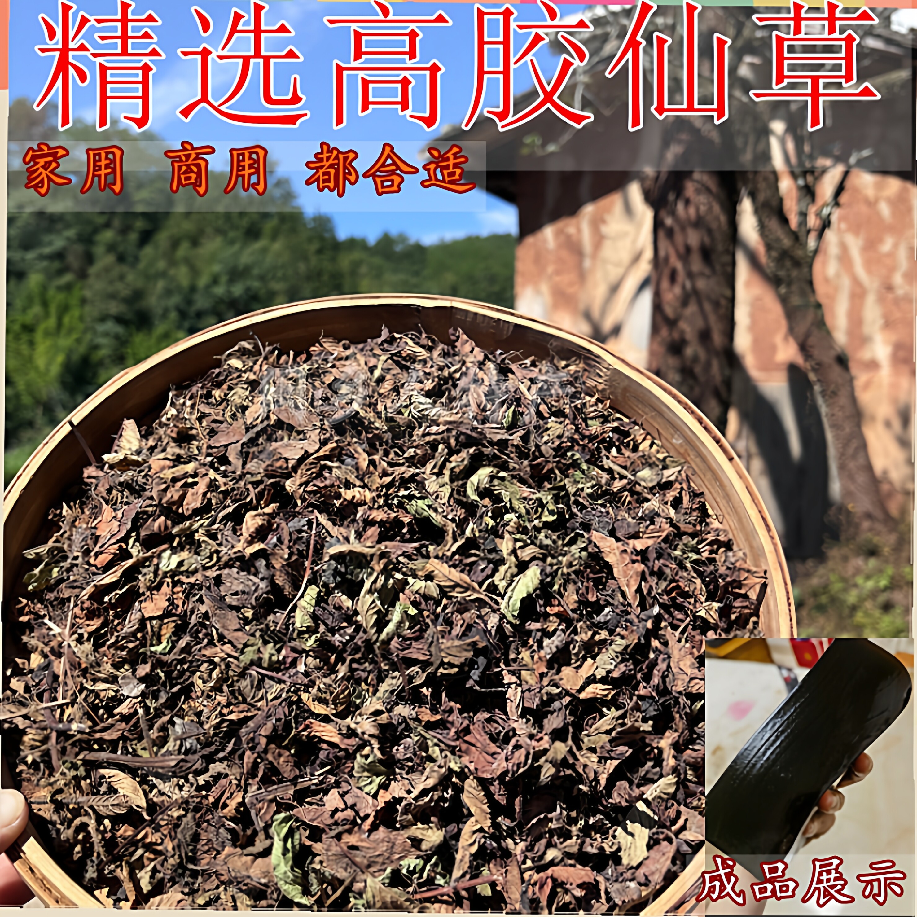 高胶质仙草叶子 黑凉粉草粿草仙草冻 正宗仙人草粉龟苓膏烧仙草