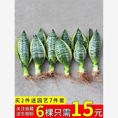 金边虎皮兰盆栽植物室内花卉客厅大型绿植吸除甲醛虎尾兰好养裸苗