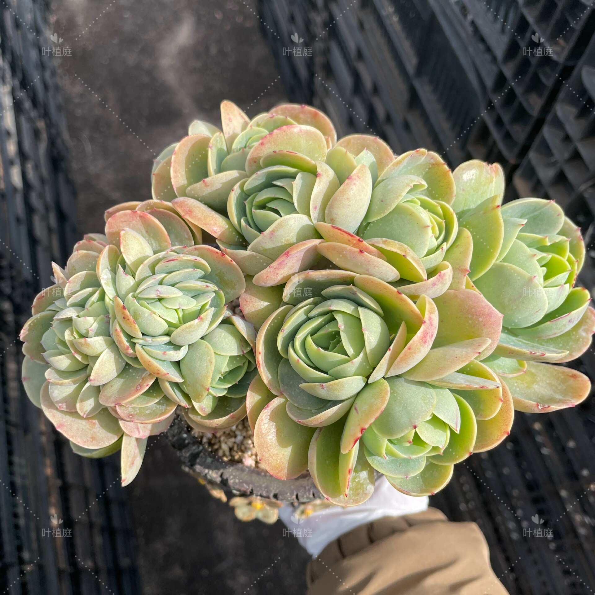 叶植庭多肉【碧桃缀化】  一物一拍 昆明发货