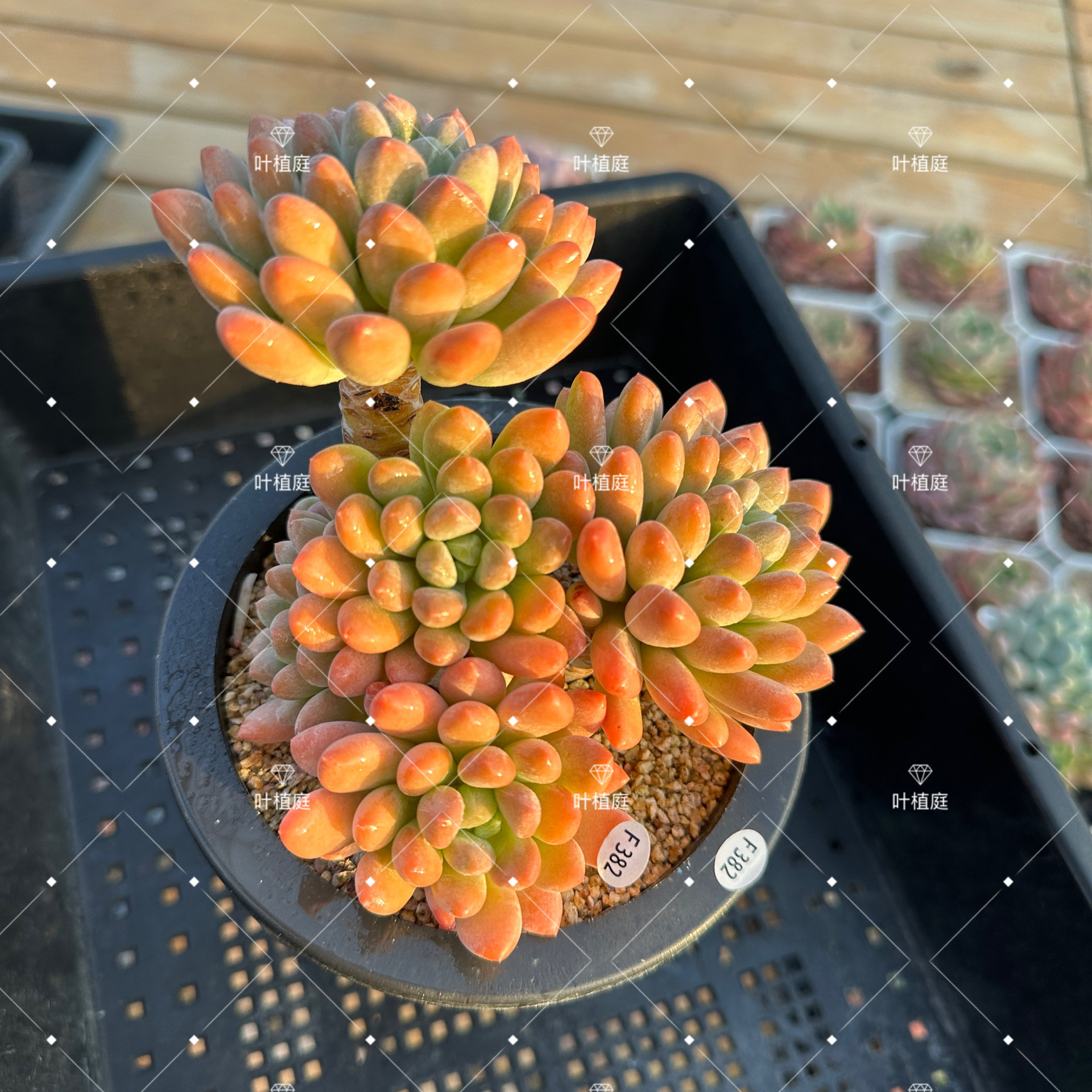 叶植庭多肉【灯美人】 一物一拍