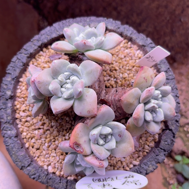 苹果叶