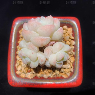 叶植庭多肉【品种名：冰玉】一物一拍昆明发货