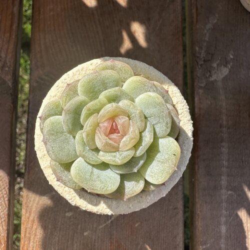 叶植庭多肉白色恋人一物一拍植物