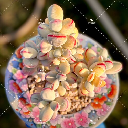 多肉叶植庭一物一拍乒乓福娘锦