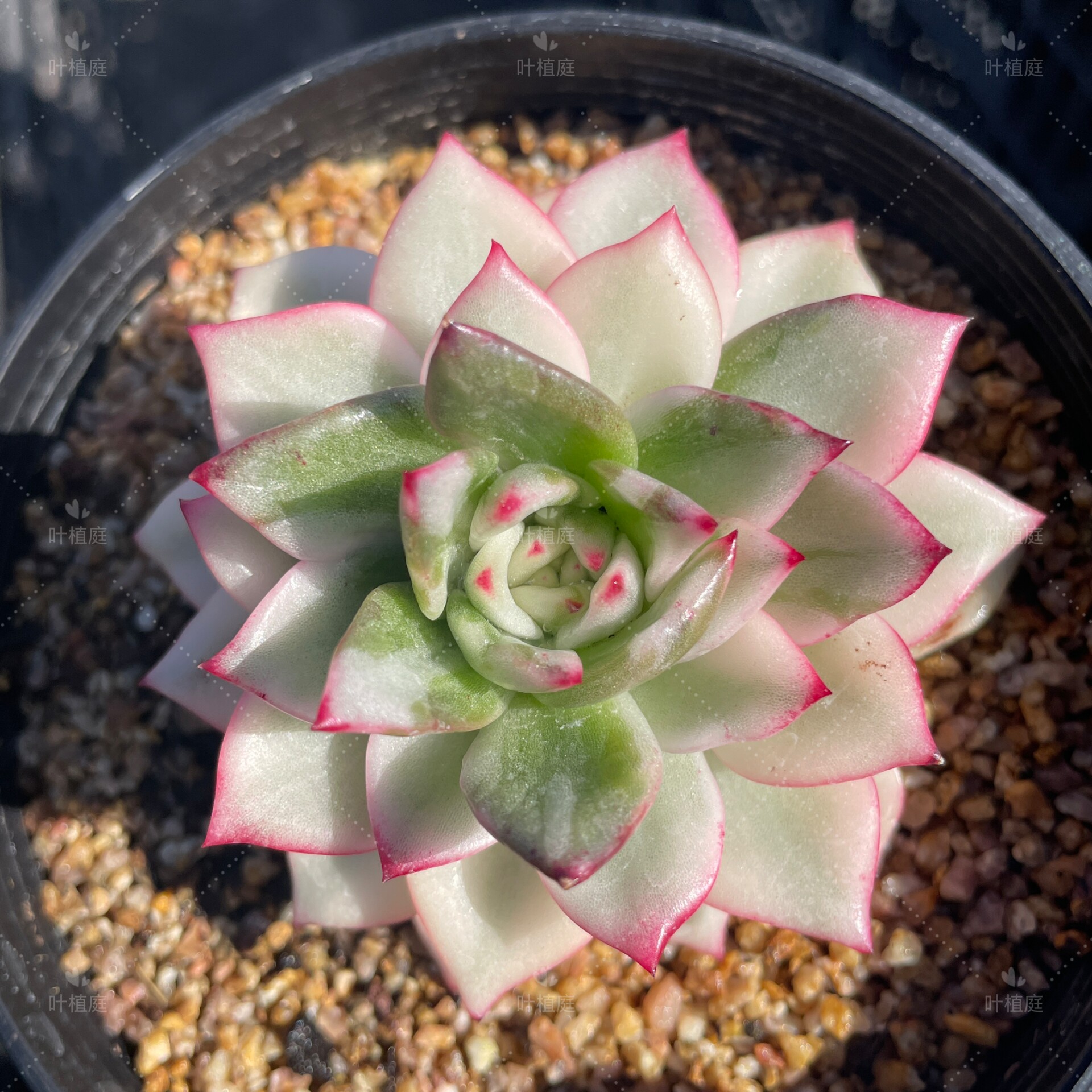 叶植庭多肉【香云纱一物一拍】（东云锦孤品）  就是封面图这
