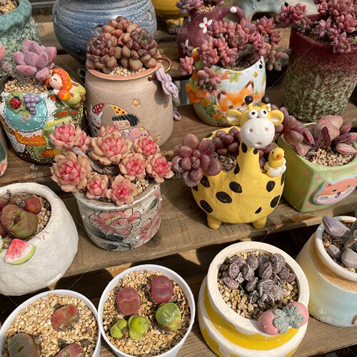 叶植庭多肉【小精品带盆1号】免种植收到拆开即可一物一拍昆明发