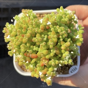 叶植庭多肉【造型糖球】蜜橘金桔支杆番杏茂盛一物一拍昆明发-露
