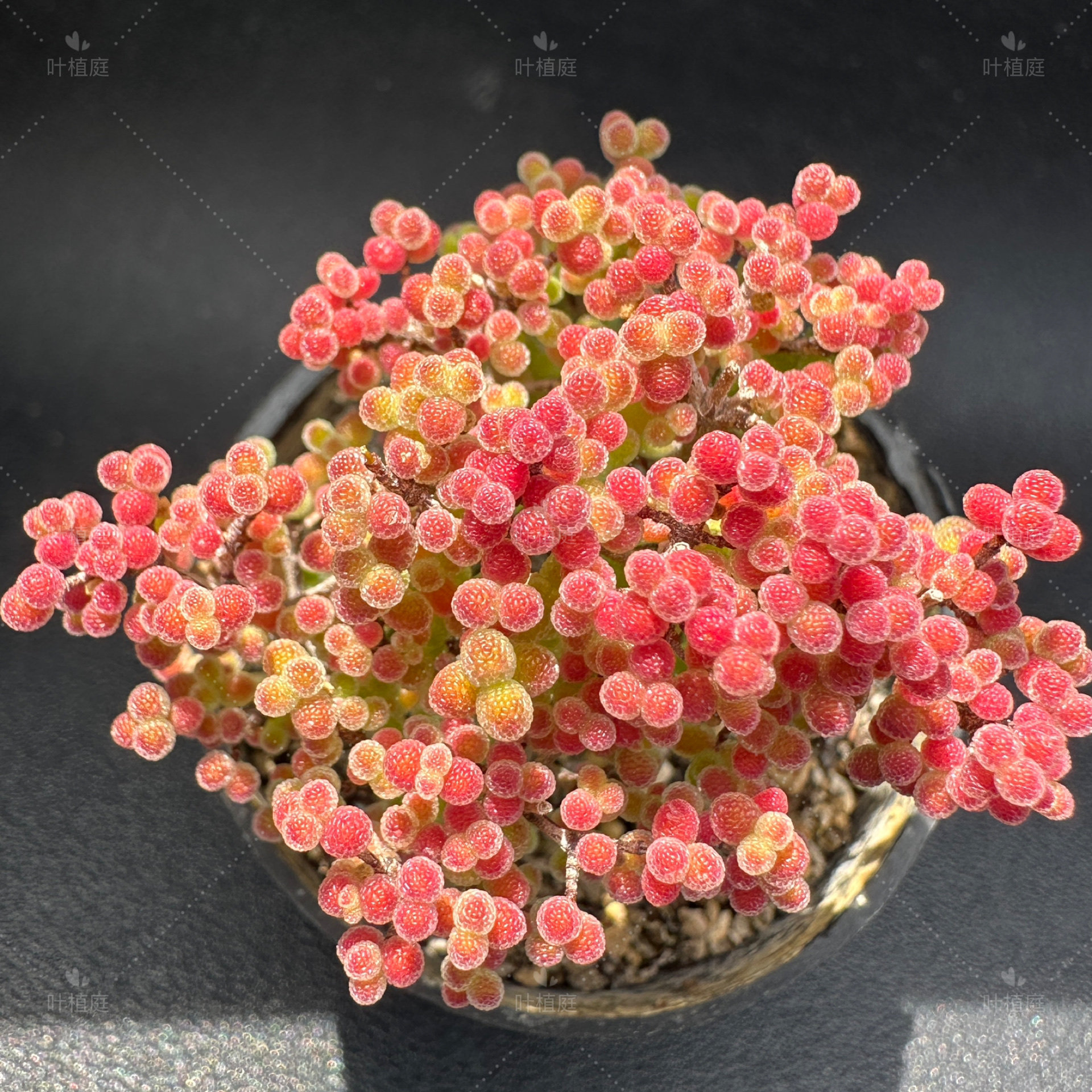 叶植庭【蜜橘糖球】支杆番杏一物一拍昆明发货,鲜花速递/花卉仿真/绿植园艺,多肉植物,淘宝优惠券,粉丝福利购,淘宝优惠卷