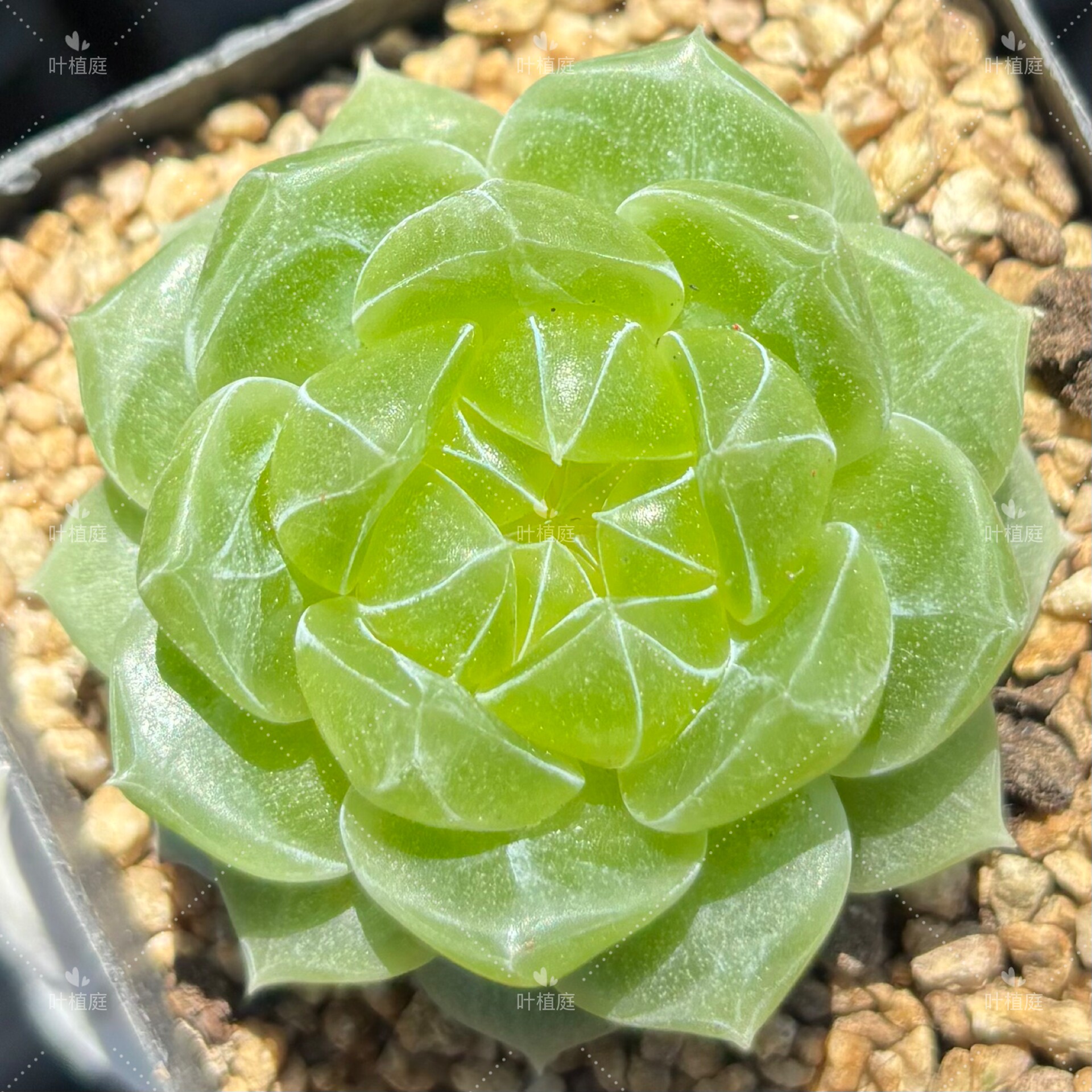 叶植庭多肉【泼天富贵】一物一拍 麦秆珍妮系列 昆明发货-2