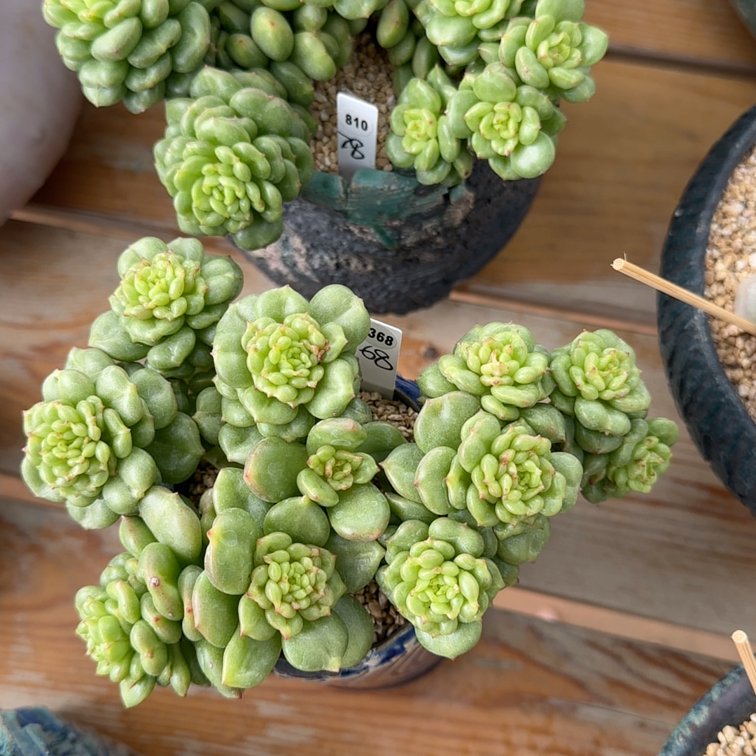 368苹果花