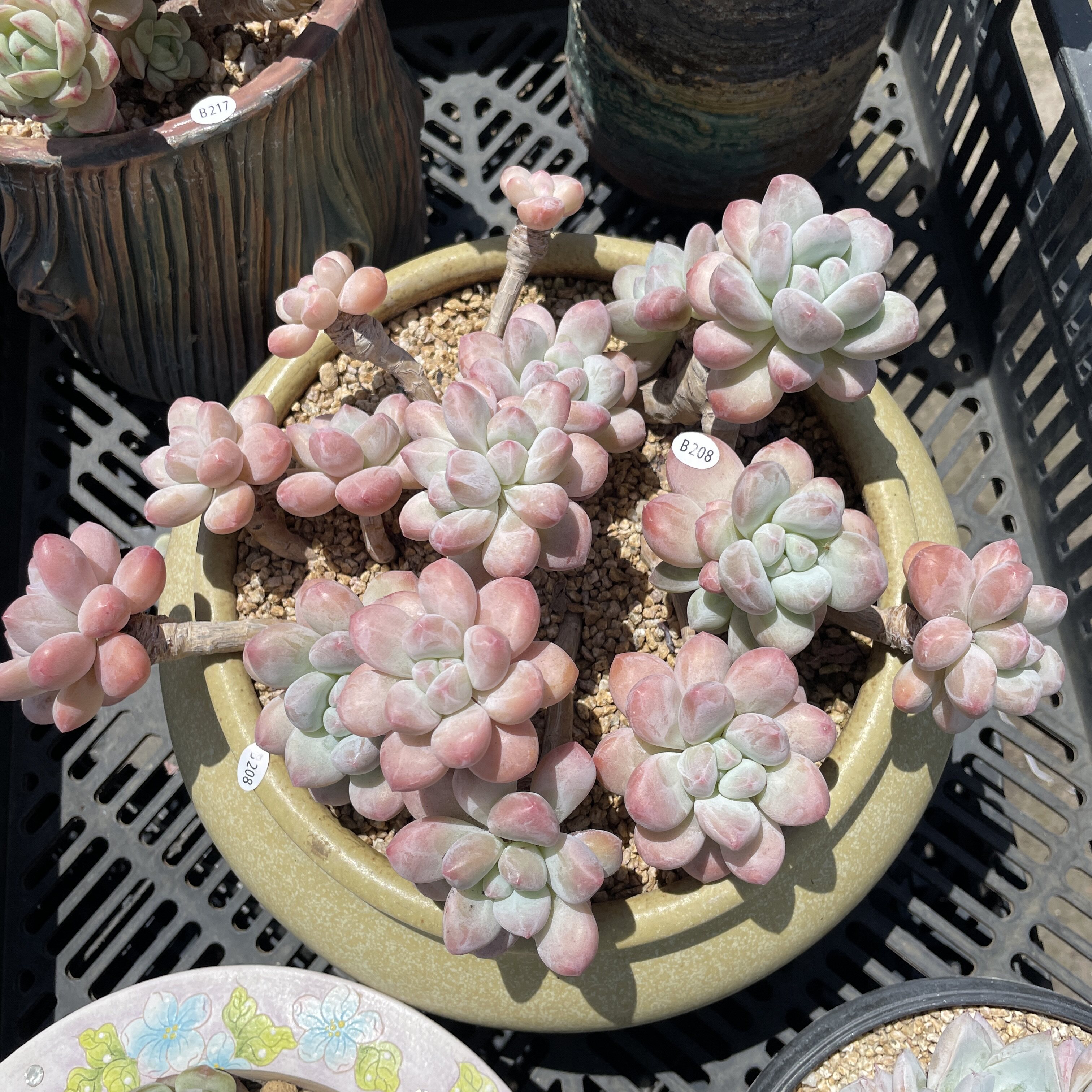 叶植庭多肉【香水老桩一物一拍】(孤品系列) 就是封面图这个