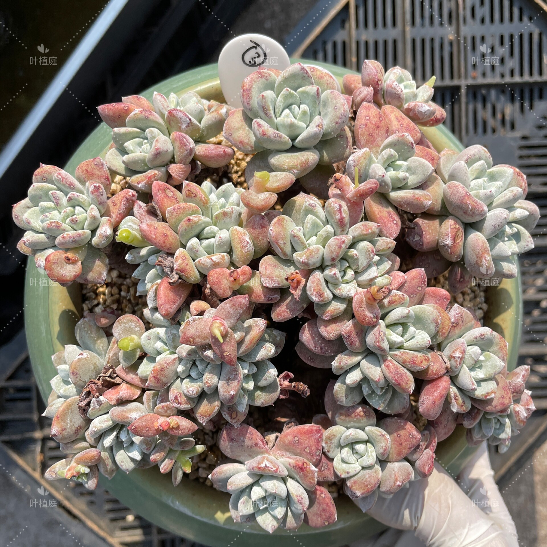 叶植庭【苹果叶杂仙女杯一物一拍】（孤品私藏款）就是封面图这颗