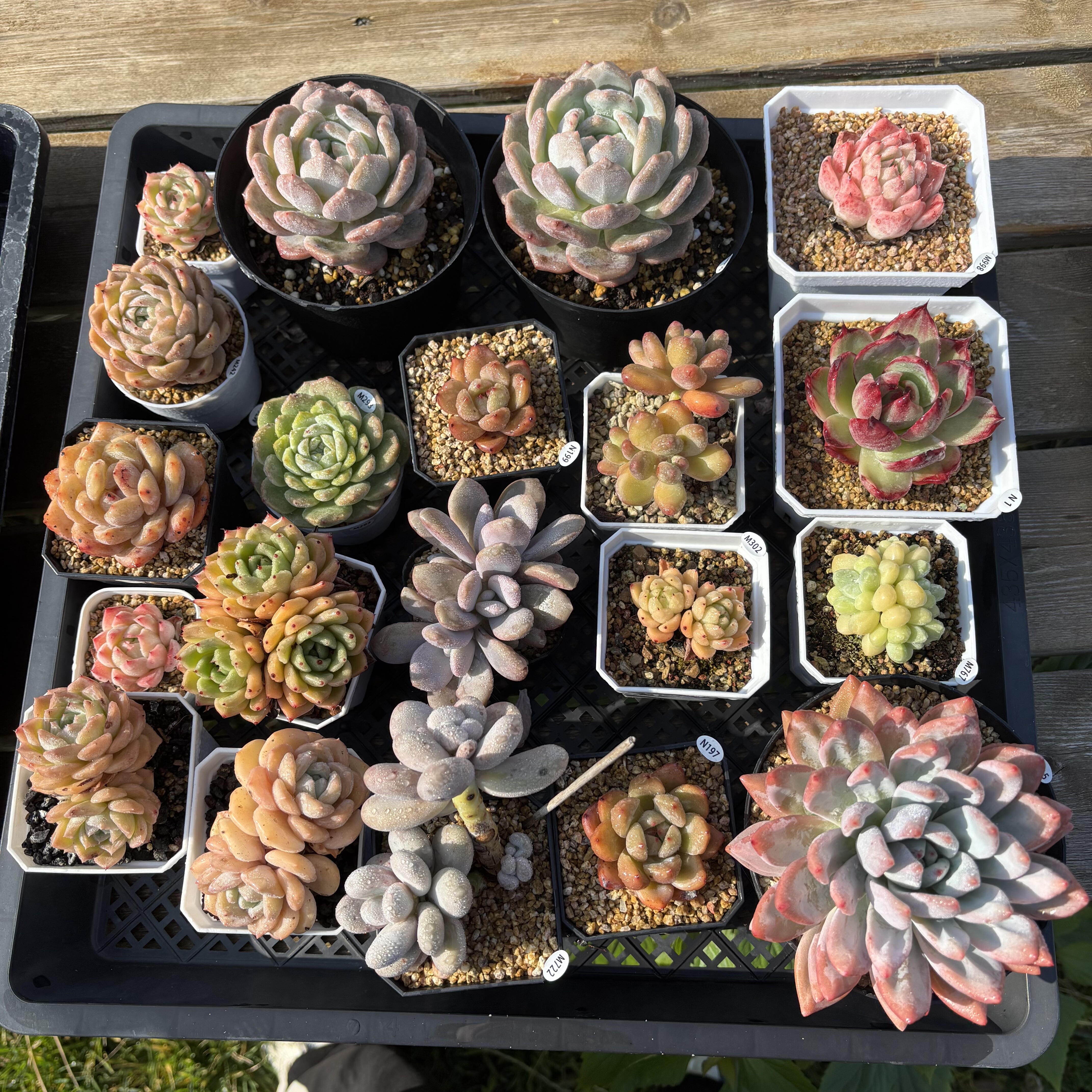 叶植庭多肉【福利一物一拍】冬季满68包邮（保温箱免费）,鲜花速递/花卉仿真/绿植园艺,多肉植物,淘宝优惠券,粉丝福利购,淘宝优惠卷