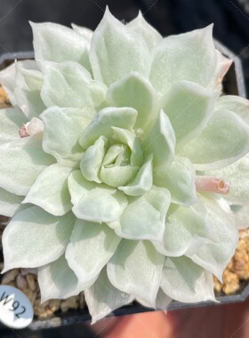 叶植庭【品种名：白蝴蝶锦】  一物一拍 昆明发货-2