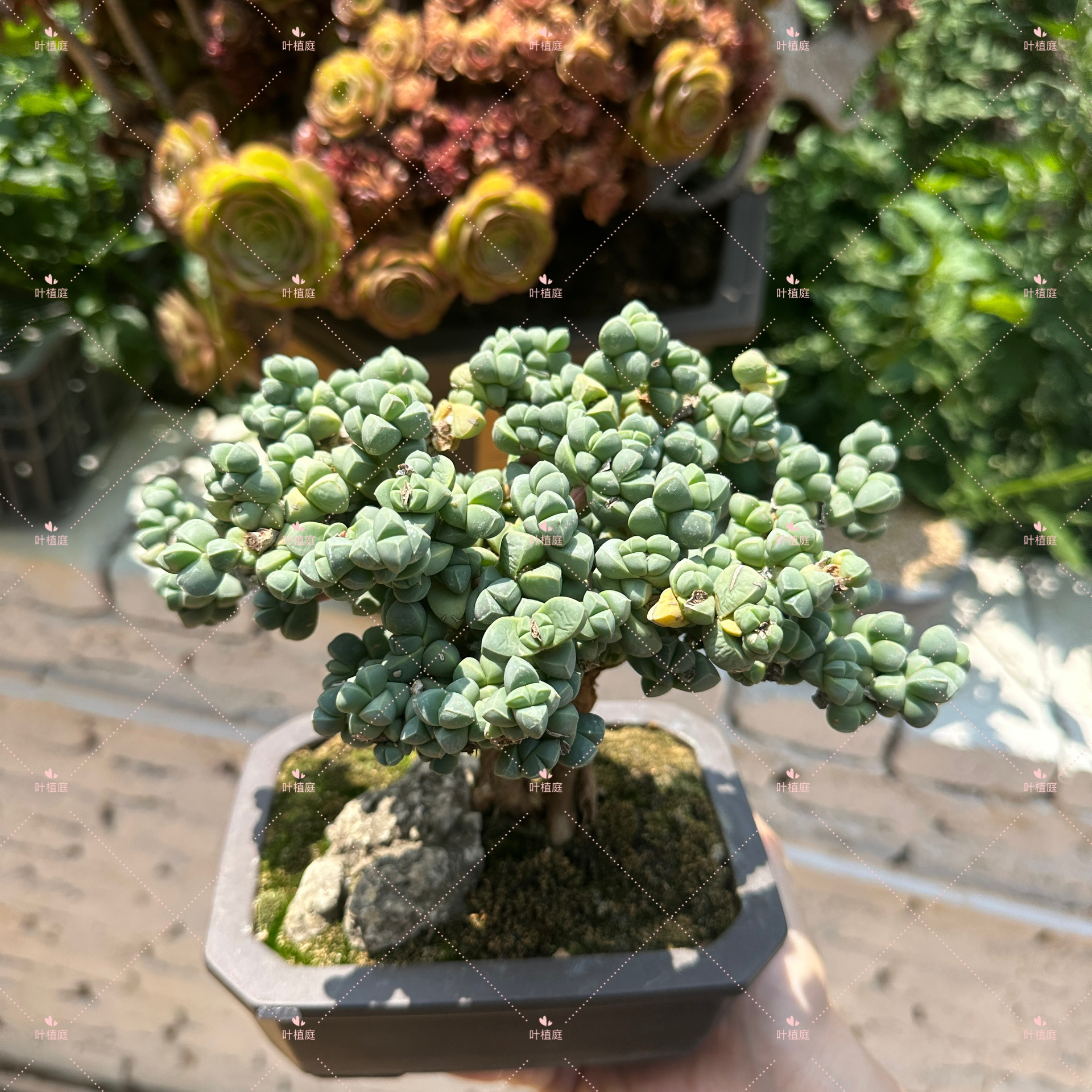 叶植庭多肉【鹿角海棠-提根】提根盆景 一物一拍 昆明发货