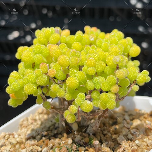 叶植庭【金桔糖球】支杆番杏一物一拍昆明发货