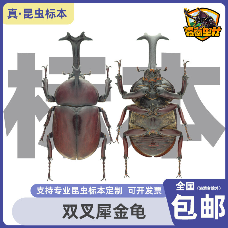 独角仙姬兜甲虫标本科普教材