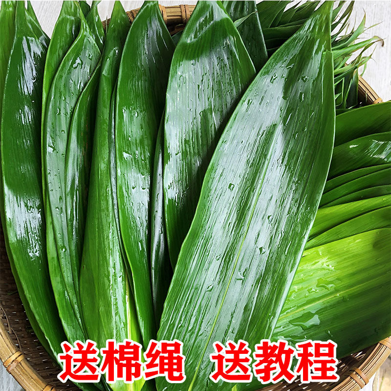粽子叶新鲜野生大粽叶天然包粽子叶子真空装新叶非干100张送粽绳